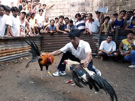 sabong tupada|live sabong.